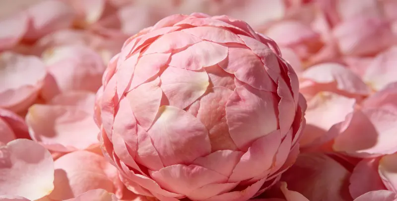 乳腺/卵巢癌120基因ctDNA突变检测（血液）图2